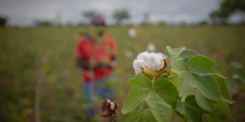 Centre May Remove 11% Cotton Import Duty Amid Rising Input Costs and West Asia Crisis